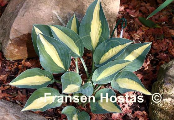 Hosta Hot Kiss